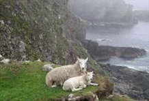 Loch Lomand, Highlands & Stirling Castle Tour